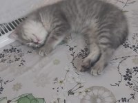 Scottish fold yavrumu sahiplendiriyorum