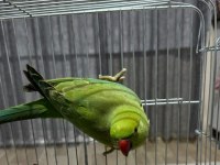 7 aylık erkek pakistan papağanı kafesi ve yemi herşeyle