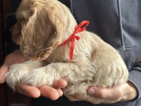 Amerikan Cocker Köpeklerimiz Gelip Görerek Alabilirsiniz