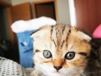 50 günlük tuvalet eğitimleri var scottish fold