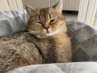 Saf kan british shorthair gold ny 11