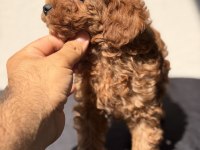 Toy Poodle Bebekler