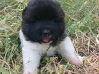 Amerikan Akita inu