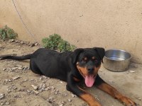 5 aylık erkek rottweiler