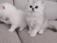 Kar Beyazı British Longhair Yavrular