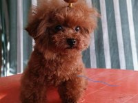 Poodle yavru dişi