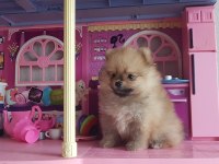 Pomeranian Boo