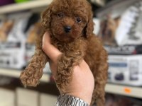 Kore Kan Poodle Yavrularımız