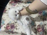 Eskişehir Tepebaşından Scottish Fold Longhair