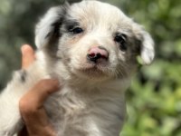 BLUE MERLE VE SİYAH BEYAZ SAFKAN BORDER COLLİE YAVRULARI