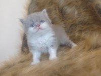 Show kalite british bicolor yavrular
