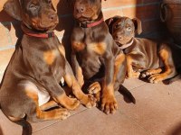 Safkan Dev king europe Doberman yavruları hazır