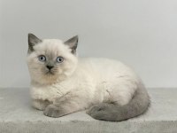 Blue Point British Shorthair Safkan