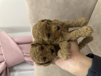 Kore toy poodle
