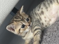 Golden british shorthair kedimiz