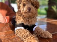 3 Aylık Maltipoo Yavru