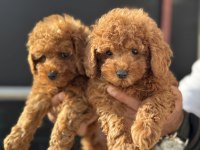 Show kalite redbrown kore toy poodle yavrular