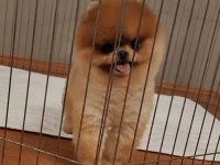TÜRKİYENİN EN GÜZEL POMERANİAN DİŞİSİ