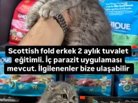 70 günlük scottish fold yavrular . erkek ve dişi