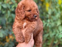 Cep boy toy poodle yavrularım