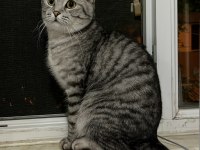 Scottish Fold Kedimize Yuva Arıyoruz