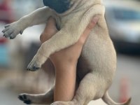 Gül kuyruk pug yavrular her yere gönderilir 