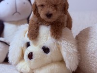 Orjinal 0 numara Toy poodle Yavrularımız