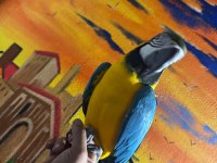 Macaw kuşumuz full evcil