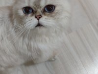 Orjinal silver ful taşıyıcı As1133 dişi British Longhair