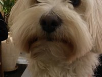 Çiftleştirme maltipoo