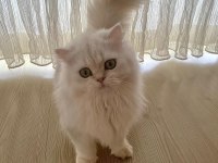 British Longhair Zümrüt Göz Özel Renk