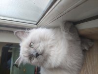 kısır çipsiz british longhair