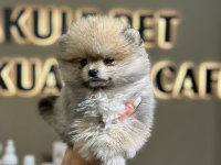 ANKARA MİNİPUPPY POMERANİAN BOO