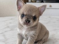 ÖZEL RENK BLUE HAİR MİKRO TEACUP YAVRU ŞİVAVA