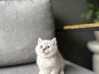 Brıtısh Shorthair Sılver Yavrularım 