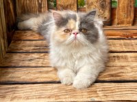Minnoş persian