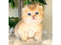 British Shorthair Golden Yavrular
