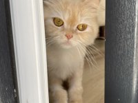 CHİNCHİLLA KEDİLERİMİZE YUVA ARIYORUZ