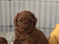 Son kalan poodle yavruları hemen teslim 40 günlükler