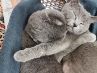 British shorthair anne kız yeni yuvalarını arıyor