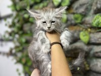 Şecereli Üretim İzinli Maine Coon Yavrular
