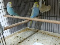 Alıştırmalık Rainbow Muhabbet Kuşu Bebekler