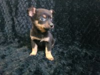 Güzellik abidesi şirin pinscher yavrularım