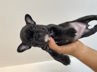 Muhteşem french bulldog yavrular