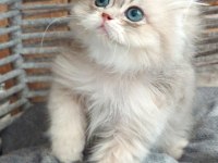 British Longhair Safkan