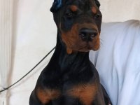 A Şecere Üst Düzey Doberman