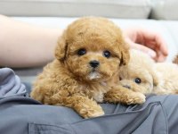İSTANBUL İÇİ KAPIDA ÖDEMELİ TOY POODLE BEBEKLERİM