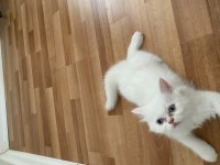 İran persian cinsi kedilerimi sahiplendiriyorum