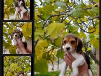 Beagle yavrular