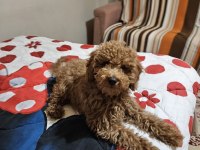 Köpeğimiz Kuki Sahiplendiriyoruz